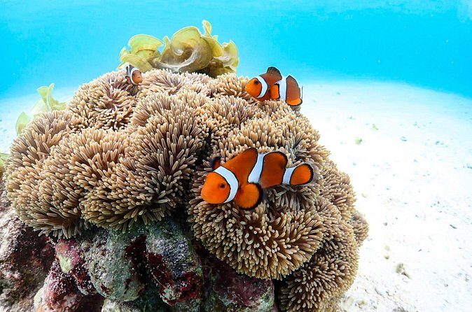 Okinawa Snorkeling Tour Experience - Who Will Love This Tour?