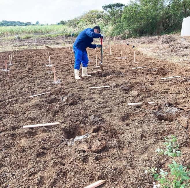 Okinawa: Traditional farming experience & cooking and a meal - Practical Details and Value