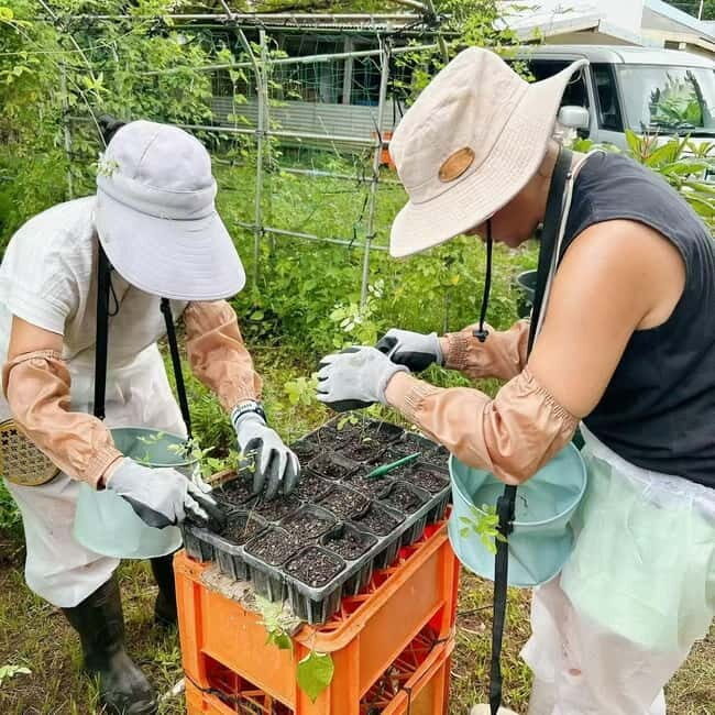 Okinawa: Traditional farming experience & cooking and a meal - The Sum Up