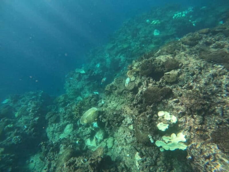 Okinawa: West Coast Stand-Up Paddleboarding Experience - Exploring Okinawa’s West Coast on a Paddleboard