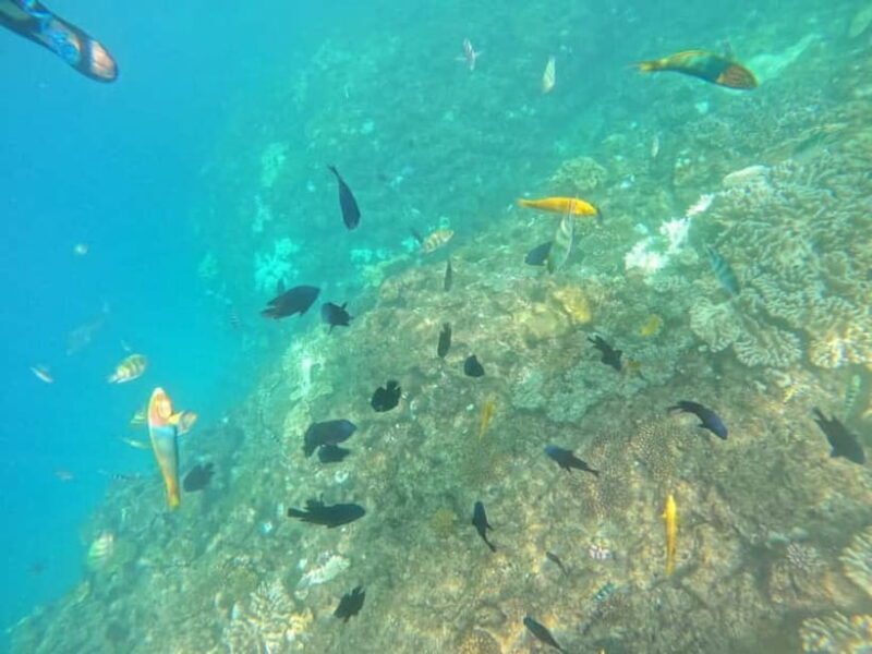 Okinawa: West Coast Stand-Up Paddleboarding Experience - FAQ