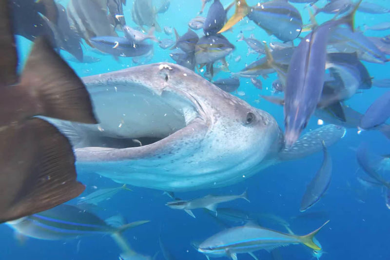 Okinawa Whale Shark Discover Scuba Diving Experience - A close whale shark encounter, without a license