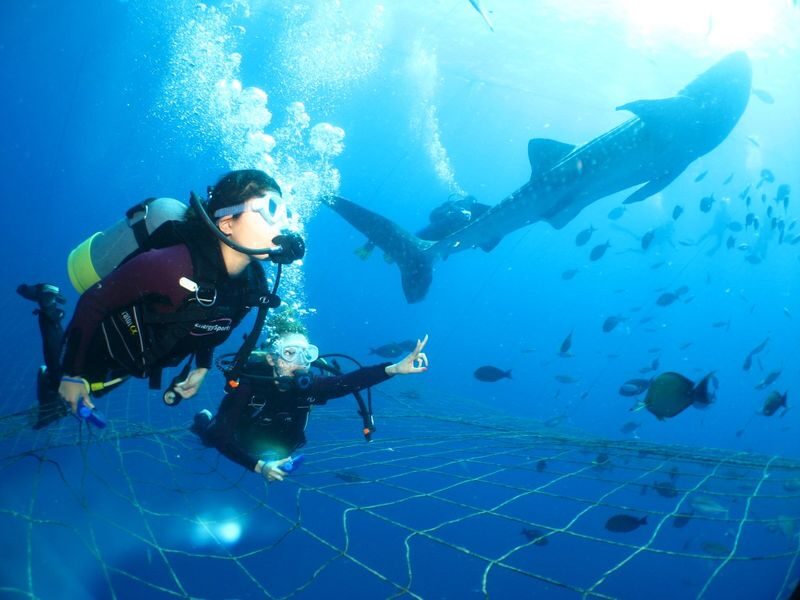 Okinawa Whale Shark Encounter Experience - At a glance