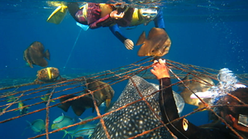Okinawa Whale Shark Encounter Experience - The close encounter, and the important context