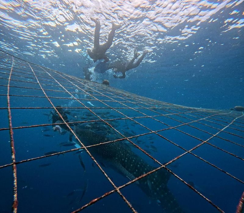 Okinawa Whale Shark Encounter Experience - Snorkeling without much experience