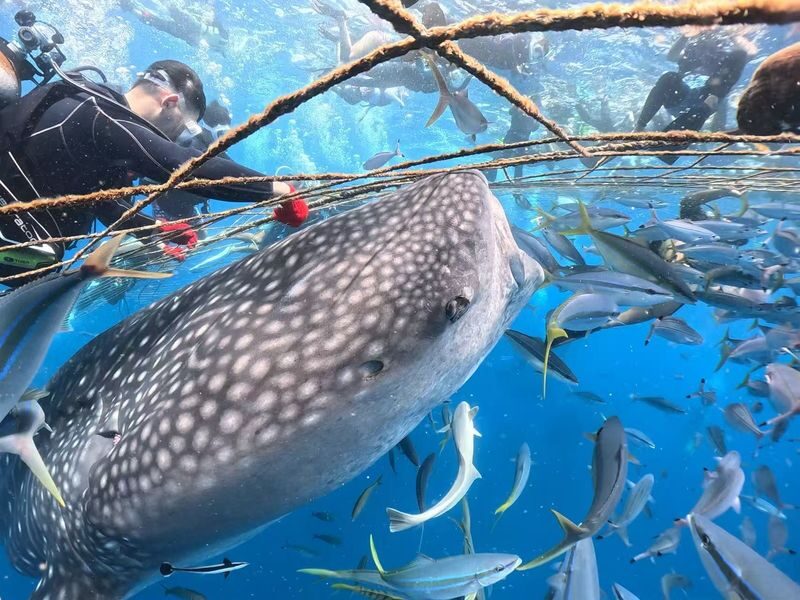 Okinawa: Whale Shark Snorkeling Experience - At a glance
