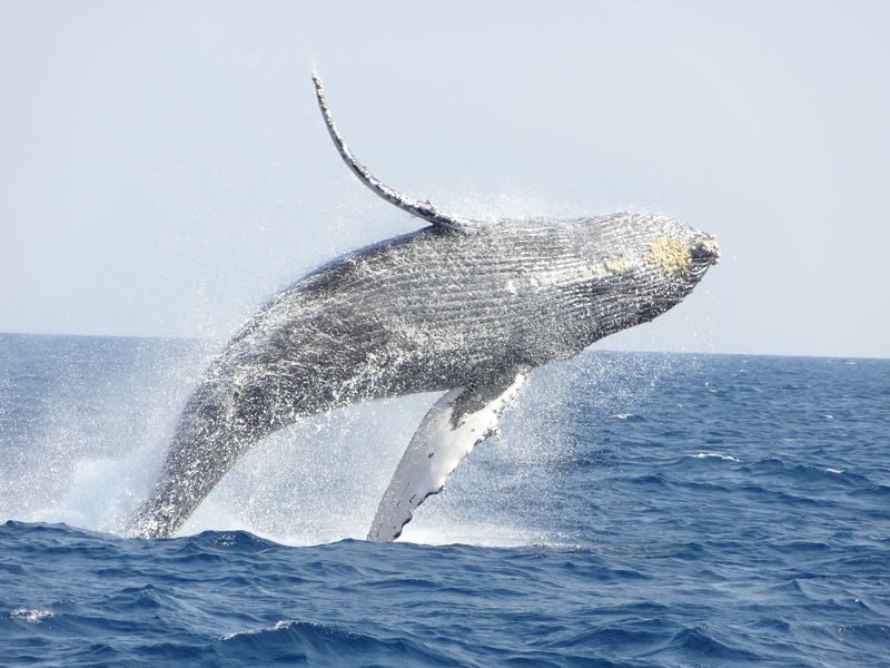 Okinawa Whale Watching: Choose from three departure locations: Naha, Chatan, or Motobu - Choose a departure that fits your Okinawa route
