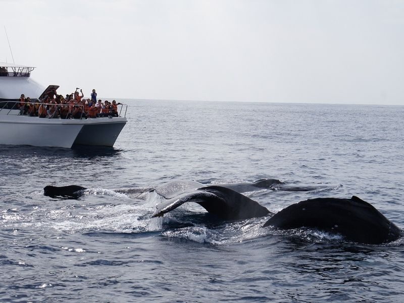 Okinawa Whale Watching: Choose from three departure locations: Naha, Chatan, or Motobu - Whale watching means waiting for wild animals