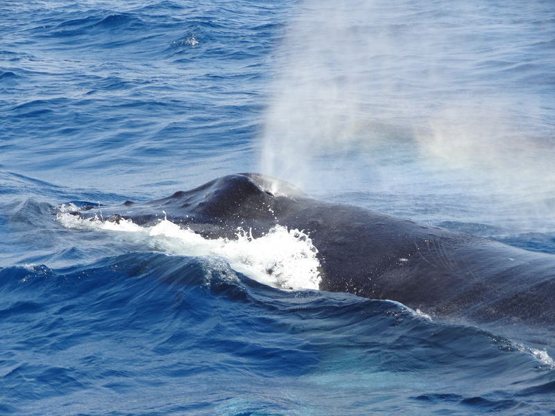 Okinawa Whale Watching: Choose from three departure locations: Naha, Chatan, or Motobu - What the language and photo extras really offer