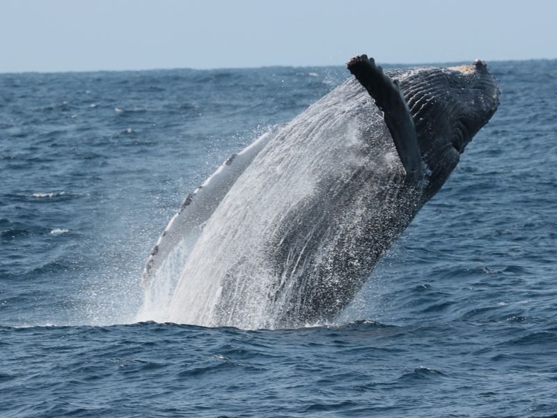 Okinawa Whale Watching: Choose from three departure locations: Naha, Chatan, or Motobu - Three hours at sea, with a flexible return