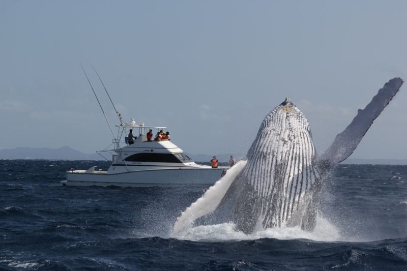 Okinawa Whale Watching: Choose from three departure locations: Naha, Chatan, or Motobu - Is the price fair for the experience?