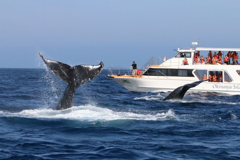 Okinawa Whale Watching: Choose from three departure locations: Naha, Chatan, or Motobu - Who will enjoy this trip most?