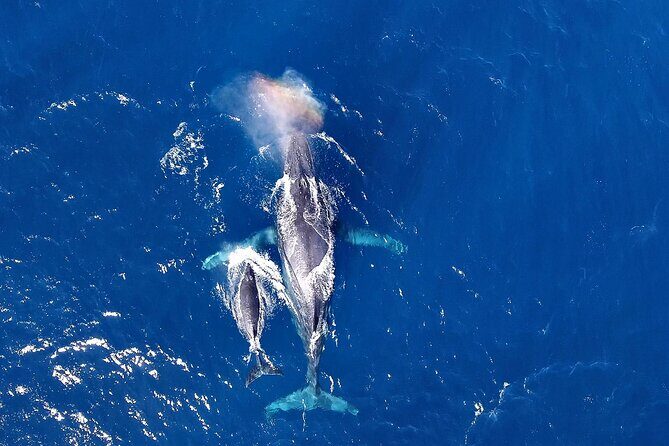 Okinawa Whale Watching From Naha - The Experience at a Glance