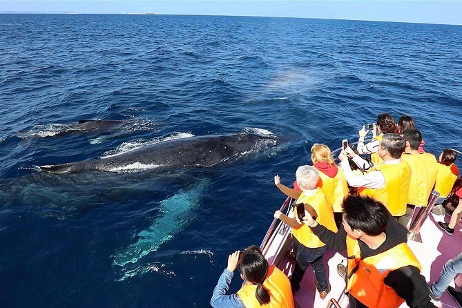 Okinawa Whale Watching From Naha - What Makes This Tour Stand Out?