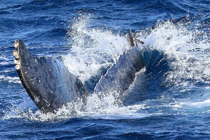 Okinawa Whale Watching From Naha - Authentic Insights from Travelers