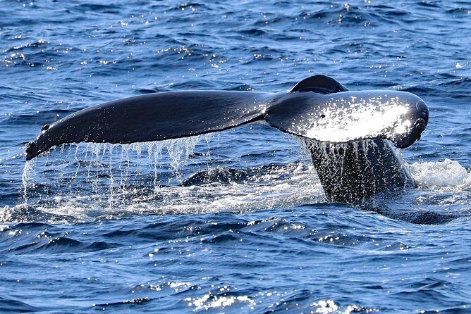 Okinawa Whale Watching From Naha - Analyzing the Value