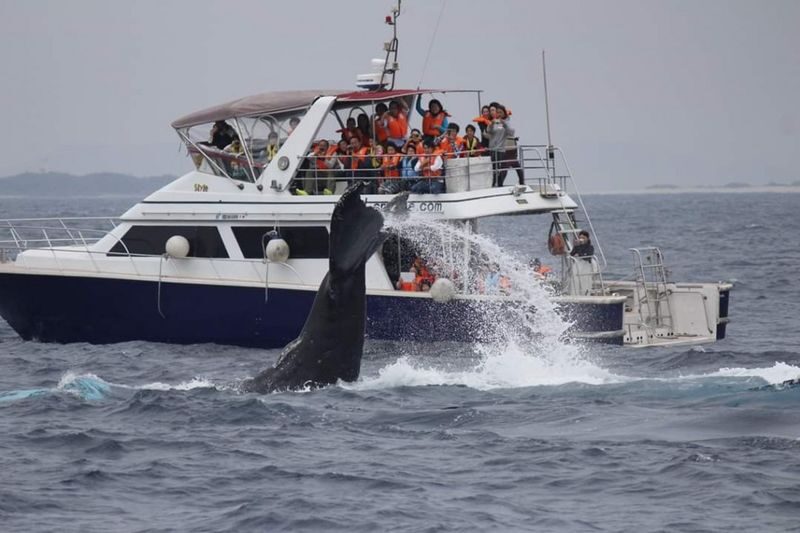 Okinawa Whale Watching Tour (Choose departure from Naha or Chatan Port) - From pickup to the whale search
