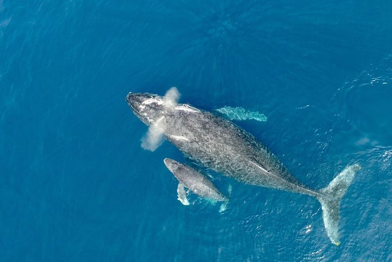 Okinawa Whale Watching Tour (Choose departure from Naha or Chatan Port) - Seasickness, clothing, and what to leave behind
