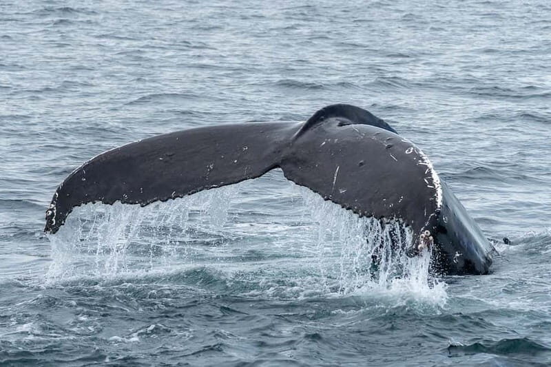 Ólafsvík: Whale Watching Tour - A Deep Dive into the Whale Watching Experience