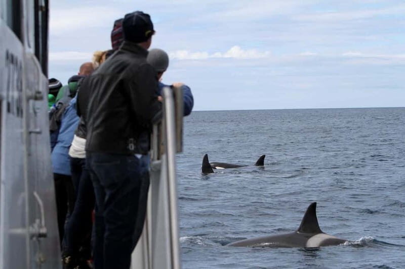 Ólafsvík: Whale Watching Tour - Final Thoughts: Is This Tour Right for You?