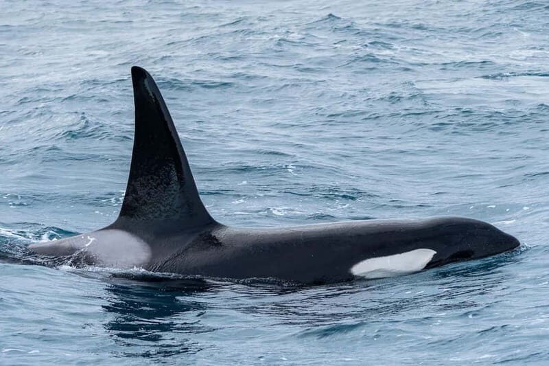 Ólafsvík: Whale Watching Tour - FAQ