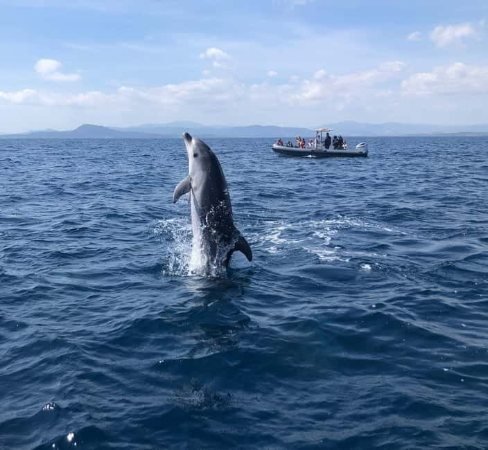 Olbia: : ecological boat trip for dolphin spotting - Olbia: Ecological Boat Trip for Dolphin Spotting – A Deep Dive
