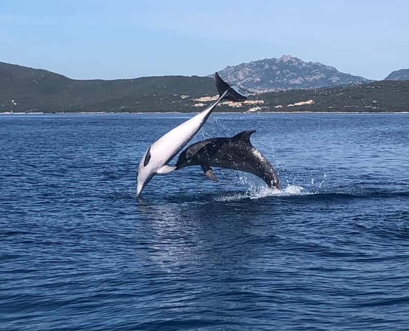 Olbia: : ecological boat trip for dolphin spotting - Who This Tour Is Best For