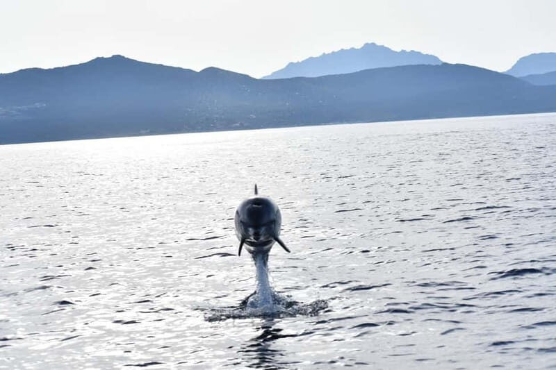 Olbia: : ecological boat trip for dolphin spotting - Final Thoughts