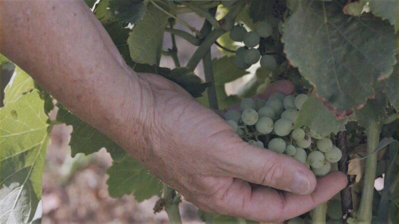 Olbia: Gallura Winery Guided Tour with Tasting - Practical Considerations: Price, Duration, and Accessibility