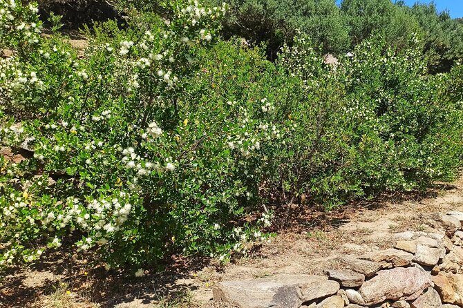 Olbia: visit a myrtle-making factory with tasting - Exploring Sardinian Flavors: A Guided Visit to a Myrtle-Making Workshop in Olbia