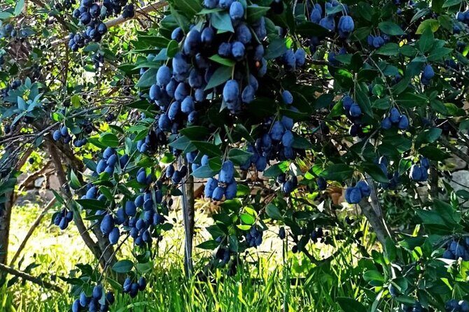 Olbia: visit a myrtle-making factory with tasting - Key Points
