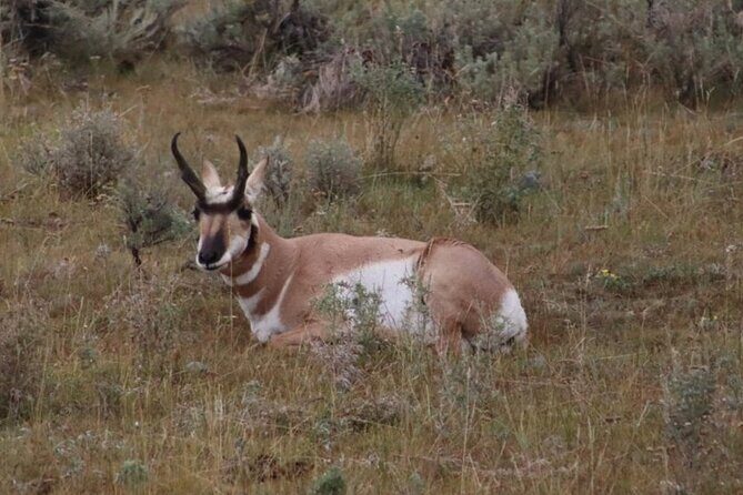 Old Faithful - Lower Yellowstone - Group Private Tours. 5 Min Peo - A Deep Dive into the Yellowstone Adventure