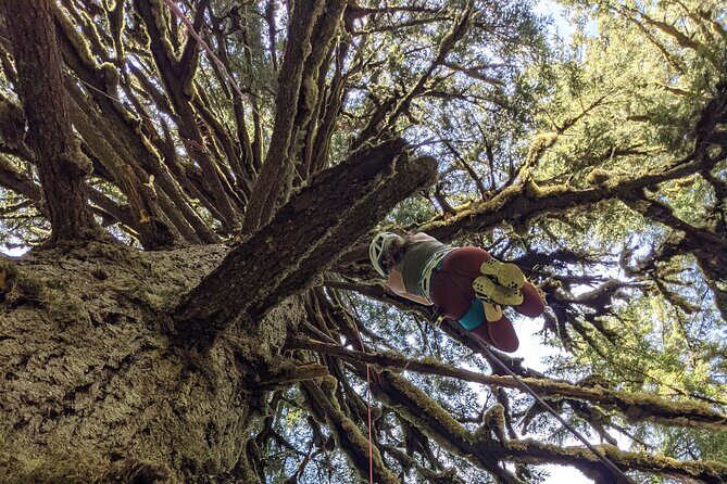 Old-Growth Tree Climbing at Silver Falls State Park - Key Points
