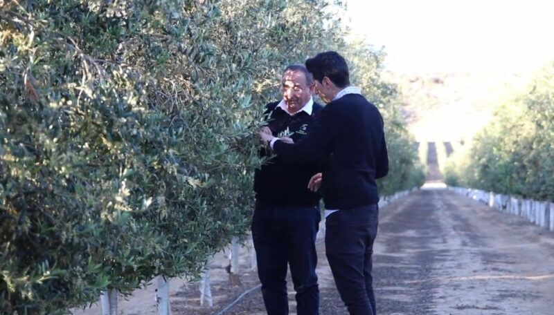 OleoAlmanzora: Guided tour + Masterclass of EVOO tasting Eng - Final Thoughts