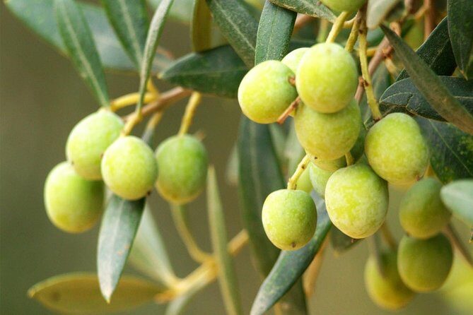 Oleotourism and olive oil tasting in Seville - Private tour - Who Should Consider This Tour?