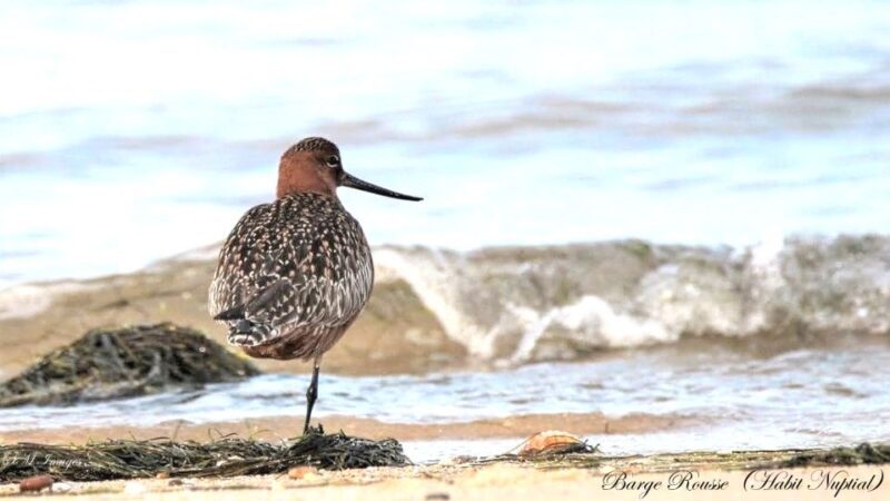 Olhão: 3 Islands Guided Sightseeing Tour with Lunch - FAQ Section