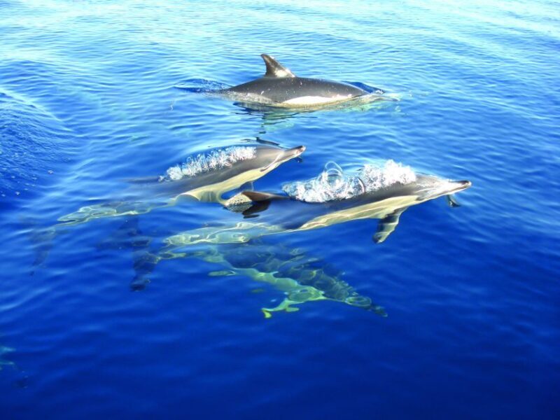 Olhão: Dolphin Observation - An In-Depth Look at the Dolphin Observation Tour