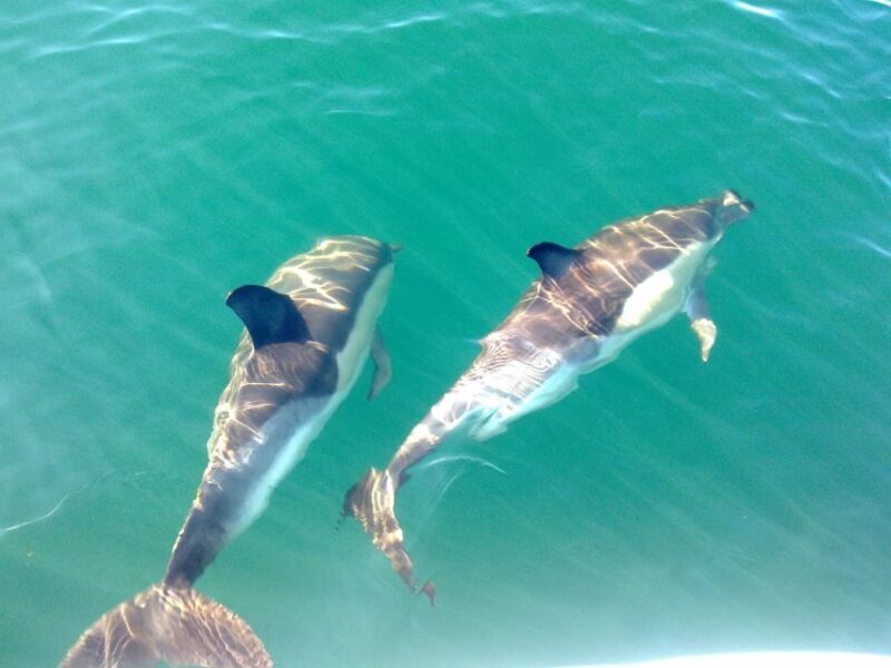 Olhão: Dolphin Observation - FAQ
