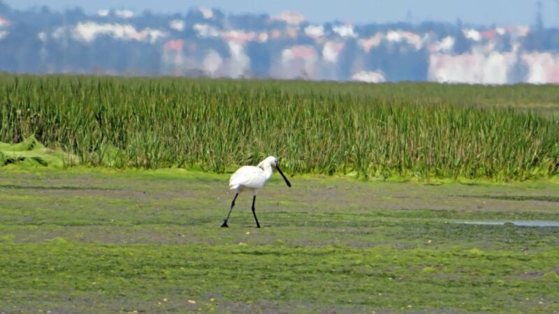 Olhão: Private Boat Tour to Ria Formosa - Key Points
