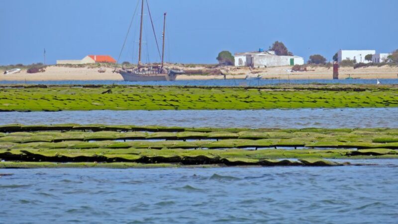 Olhão: Private Boat Tour to Ria Formosa - Final Thoughts