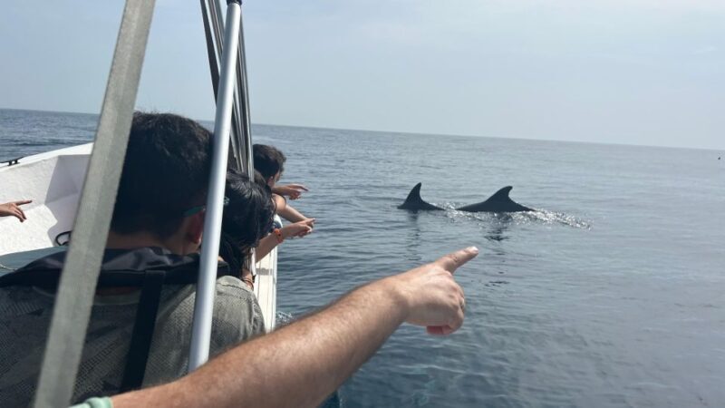 Olhão- Safari Watching Dolphins and other species - An In-Depth Look at the Dolphin Safari Experience
