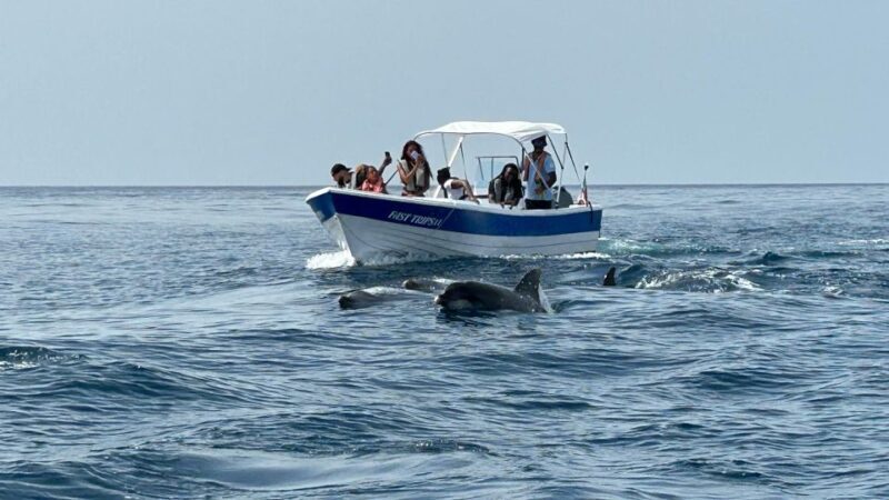 Olhão- Safari Watching Dolphins and other species - The Sum Up: Why You Should Consider This Dolphin Safari