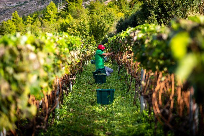 Olive farm & village - Why This Tour Is a Great Choice