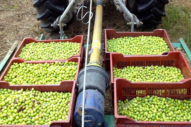 Olive Harvest in Provence - Olive Harvest in Provence: A Truly Authentic Taste of French Countryside