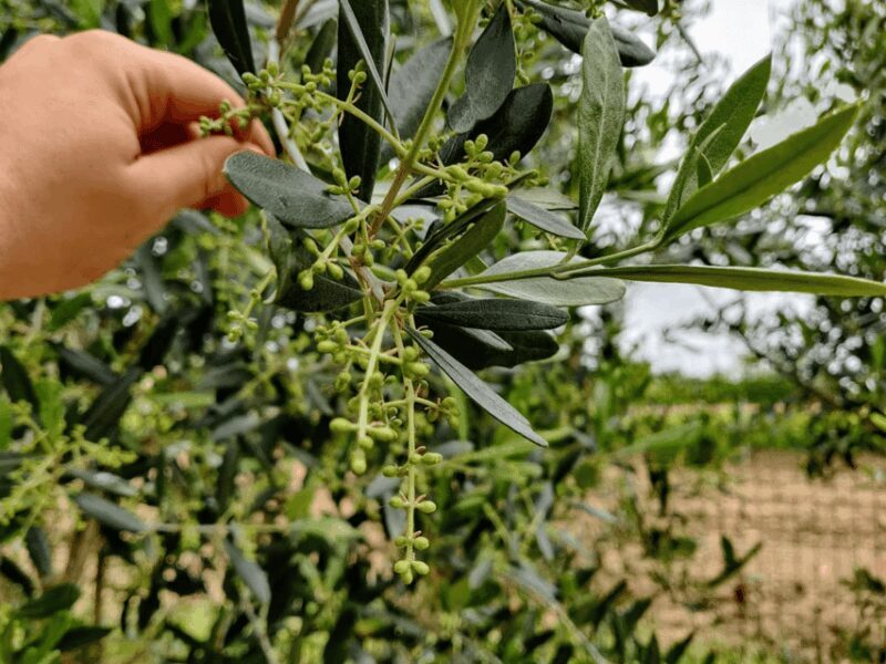 Olive Mill Tour and Tasting in the Padua Hills - Olive Mill Tour and Tasting in the Padua Hills