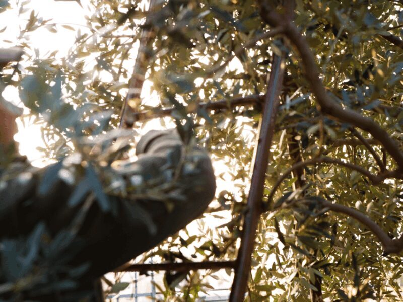 Olive Mill Tour and Tasting in the Verona Countryside - Who Should Consider This Tour?