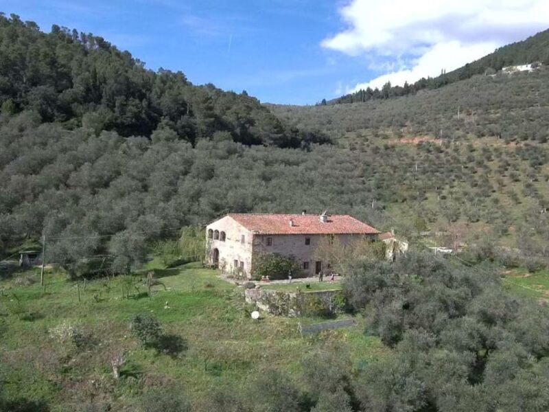 Olive Mill Tour with Oil and Food Tastings near Pisa - A Savory Insight into Tuscany’s Olive Oil Culture