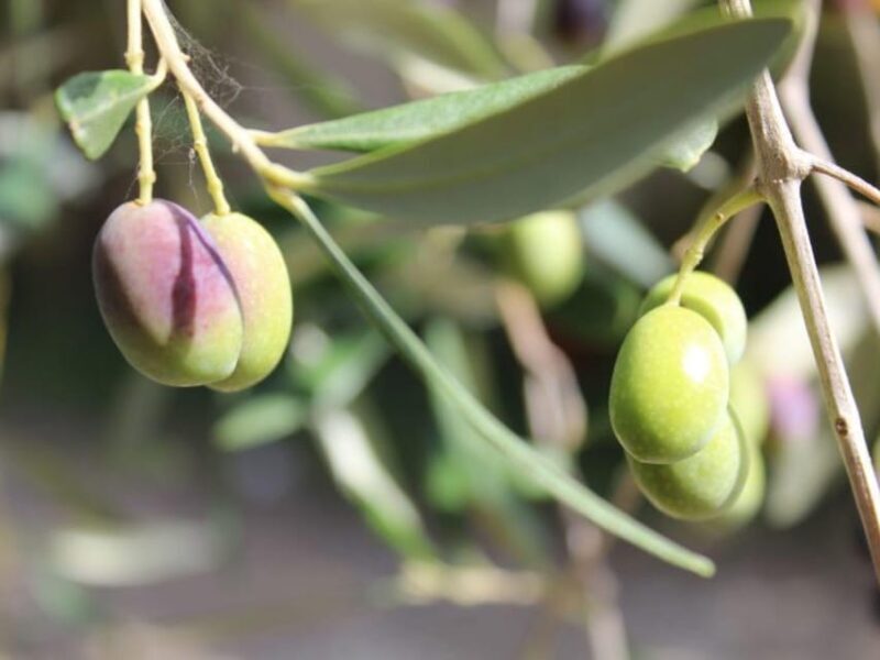 Olive Mill Tour with Oil and Food Tastings near Pisa - Who Should Consider This Tour?