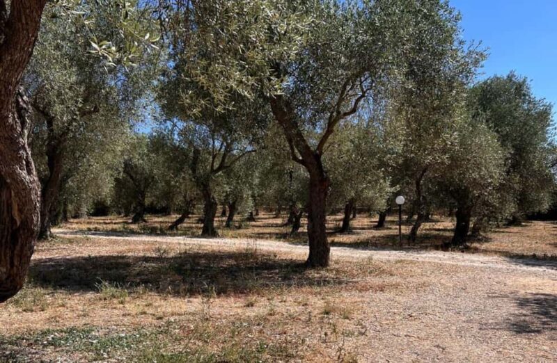 Olive Mill Tour with Olive Oil Tasting in Sassari - Deep Dive: Why This Tour Offers Meaningful Value