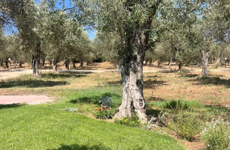 Olive Mill Tour with Olive Oil Tasting in Sassari - Who Will Love This Tour?
